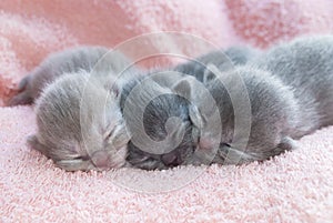 Three newborn gray kitten sleeping together  on a pink coverlet. Close-up