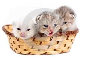 Three newborn kitten in a basket on a white background