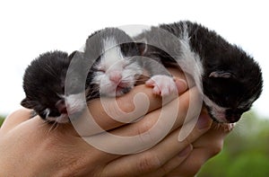 Three newborn kittens in hands