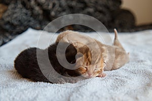 three newborn kittens lying on soft white cloth, scowling, resting, pets, close-up