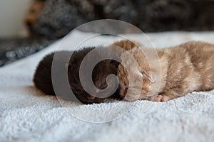 three newborn kittens lying on soft white cloth, scowling, resting, pets, close-up