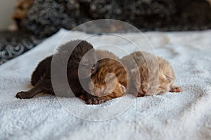 three newborn kittens lying on soft white cloth, scowling, resting, pets, close-up