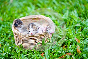 Three newborn kittens sitting in wicker basket on green grass