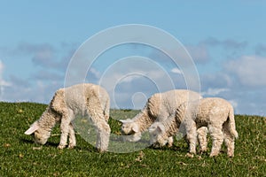 Three newborn lambs grazing