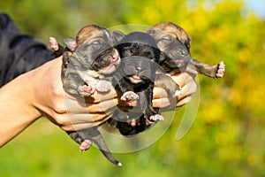 Three newborn puppies in hands