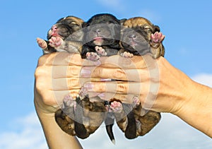 Three newborn puppies in hands