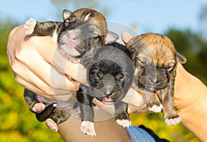 Three newborn puppies in hands