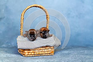 Three newborn puppies sweetly sleeping in a basket