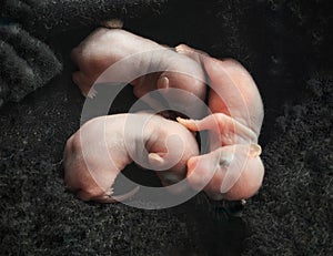 Three newborn rats on black nest. Light pink softness skin.