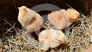 Three newborn yellow chicks in a box. Top view horizontal 4k footage, farming
