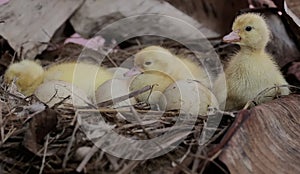 Three newly hatched baby muscovy ducks resting in their nest.