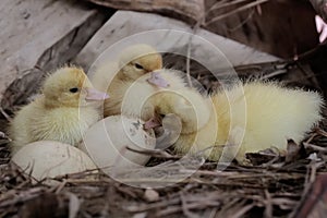 Three newly hatched baby muscovy ducks resting in their nest.