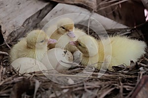 Three newly hatched baby muscovy ducks resting in their nest.