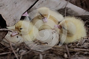 Three newly hatched baby muscovy ducks resting in their nest.