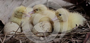 Three newly hatched baby muscovy ducks resting in their nest.