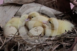 Three newly hatched baby muscovy ducks resting in their nest.