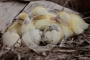 Three newly hatched baby muscovy ducks resting in their nest.