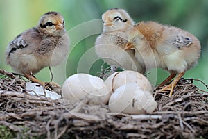 Three newly hatched chicks are foraging around the nest.