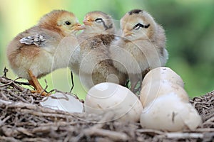 Three newly hatched chicks are foraging around the nest.
