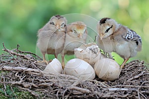 Three newly hatched chicks are foraging around the nest.