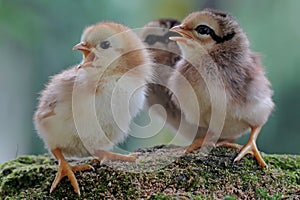 Three newly hatched chicks are looking for food in the moss-covered ground.