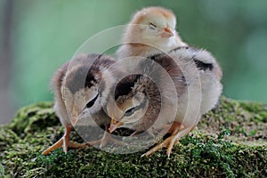 Three newly hatched chicks are looking for food in the moss-covered ground.