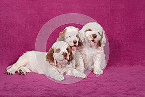 Three nice pupies posing on pink background