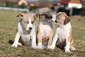 Three nice puppies of Stafford sitting together photo