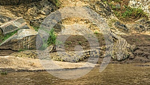 Three Nile crocodiles on the banks of the Mara river, Kenya