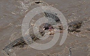 Three Nile crocodiles feeding on a wildebeest Kill in Mara River at Masai Mara, Kenya