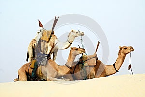 Three nomad camels in the desert photo