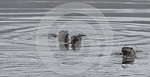 Three North American river otters Lontra canadensis swimming and fishing in the wild.