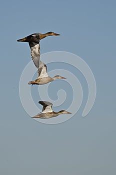 Three Northern Shovelers Flying in a Blue Sky