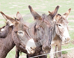 Three nosy mules looking to the camera.