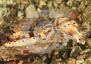 Three nudibranchs chromodoris leoparda