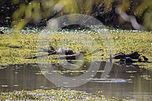 Three Nutria Resting