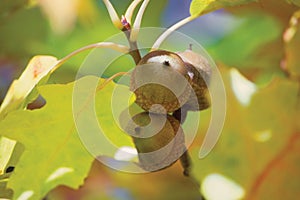 Three Oak Acorns macro closeup