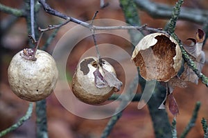 Three Oak Galls or Apple Galls in Varying Stages of Decomposition