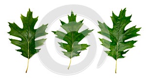 Three oak tree leaves