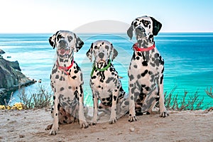 Three obedient Dalmatian dogs sit on the background of the azure sea and look at their owner. Two dogs in red collars