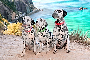 Three obedient Dalmatian dogs sit on the background of the azure sea and look at their owner. Two dogs in red collars