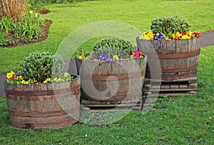 Three Old Barrels of Flowers