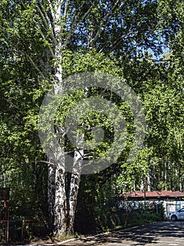 Three old birches grow from the same root