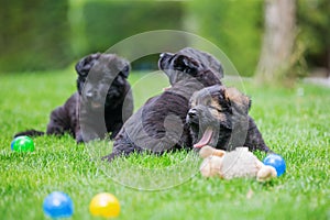 Three old german shepherd puppies lying on the lawn