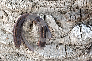 Three old rusty horseshoes hanging on a tree trunk, luck symbol