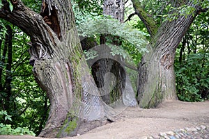 Three old willow Dyakovo on descent in Moscow Park Kolomenskoe