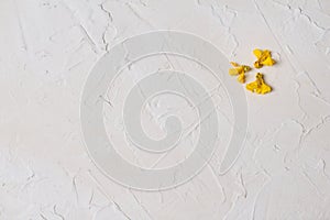 Three old yellow bright autumn fall flower on a cement pattern grunge rough plastered wall texture abstract background.