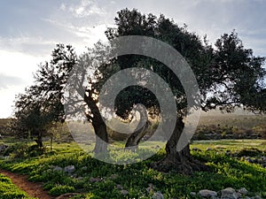 Three olive trees photo