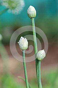 Three Onion flower bud Allium cepa blooming in a botanical garden