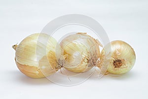 Three onions (Allium cepa) in natura